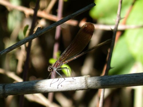 dragonfly black branch