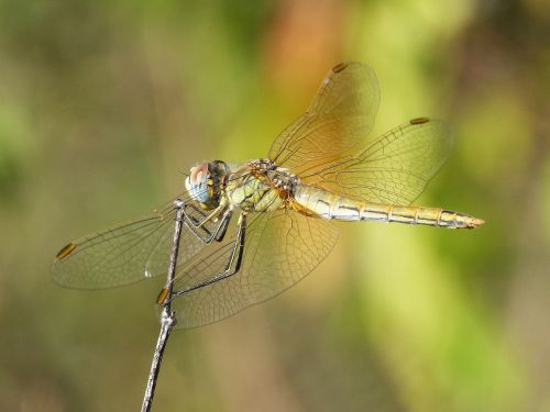 dragonfly wings beauty