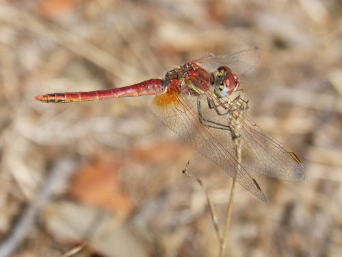dragonfly red beauty