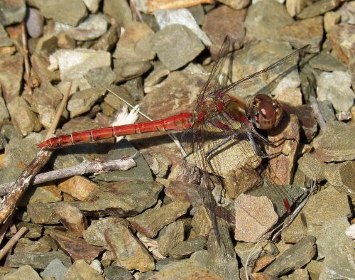 dragonfly red insect