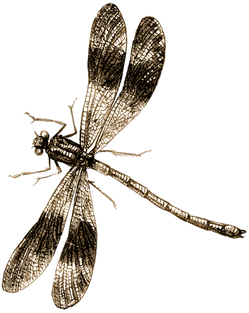 dragonfly drawing insect
