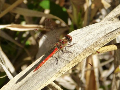 dragonfly red leaf