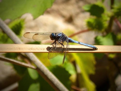 dragonfly beauty wings branch