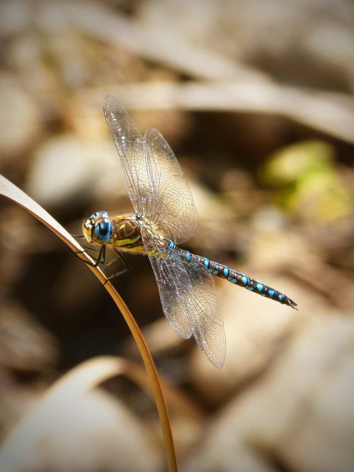 dragonfly blue beauty
