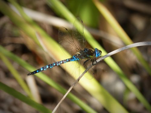 dragonfly blue wings