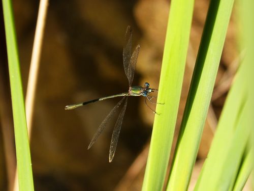 dragonfly green leaf