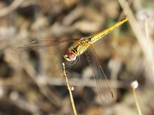 dragonfly wings beauty