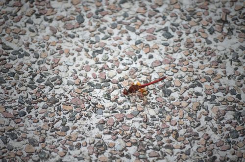 dragonfly pebble animal