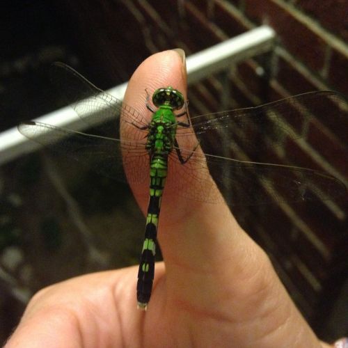 dragonfly green bug