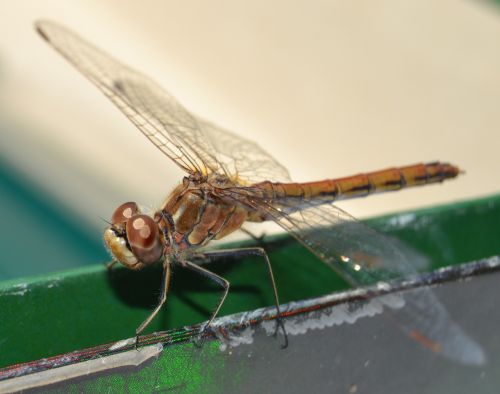 dragonfly insect odonata