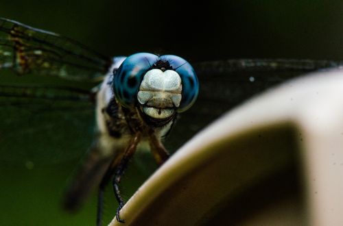dragonfly insect macro