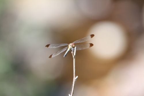 dragonfly autumn nature