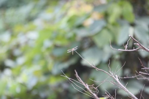 dragonfly autumn nature