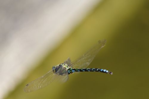 dragonfly garden pond