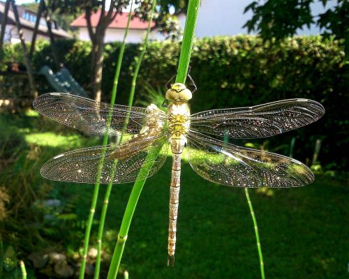 dragonfly natur insect