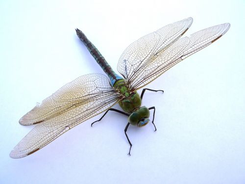 dragonfly insect close