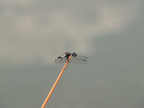 dragonfly angler water