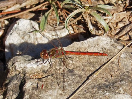 dragonfly red wings