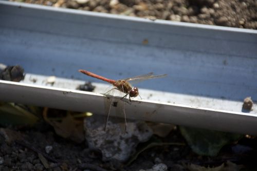 dragonfly dragon-fly insect