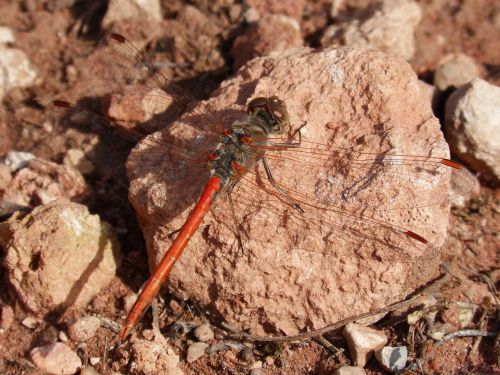 dragonfly red detail