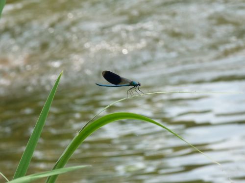 dragonfly water river