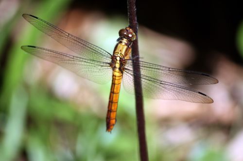 Dragonfly Close Up