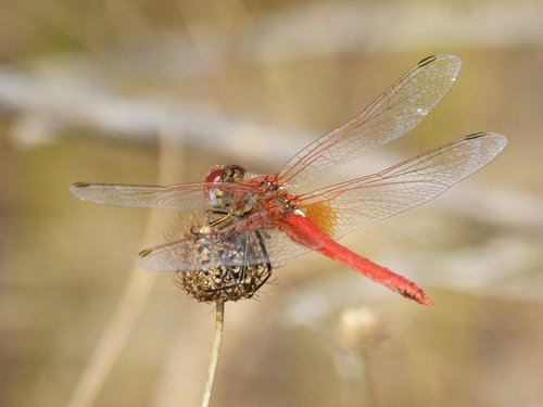 dragonfly flower  dry flower  sympetrum fonscolombii