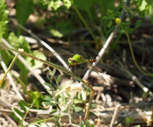 Dragonfly Green Darner