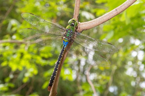 dragonfly green giant plain giant dragonflies anax guttatus