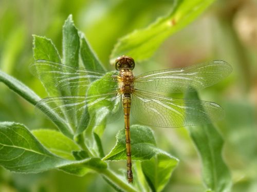 dragonfly marilla orthetrum chrysostigma greenery