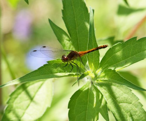 Dragonfly Meadowhawk