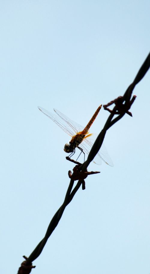 Dragonfly On The Security Lines