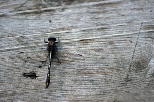 Dragonfly On Wood