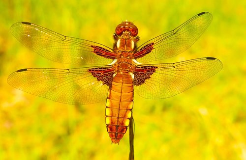 dragonfly płaskobrzucha  female  insect