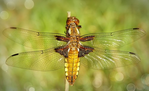 dragonfly płaskobrzucha  female  dragonflies różnoskrzydłe