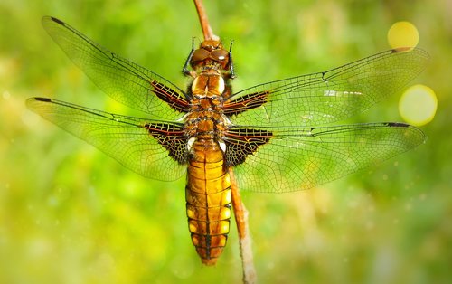 dragonfly płaskobrzucha  female  dragonflies różnoskrzydłe