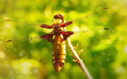 dragonfly płaskobrzucha  female  dragonflies różnoskrzydłe