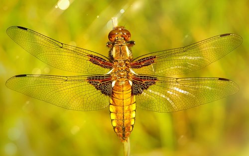 dragonfly płaskobrzucha  female  dragonflies różnoskrzydłe