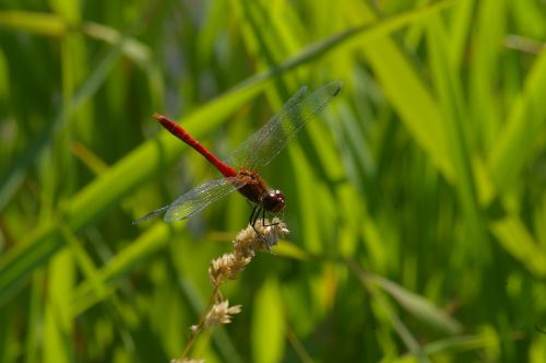 dragonfly red nature water