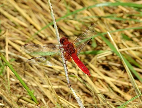 dragonfly red  insect  nature