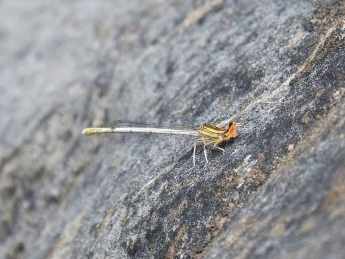 dragonfly white damselfly rock