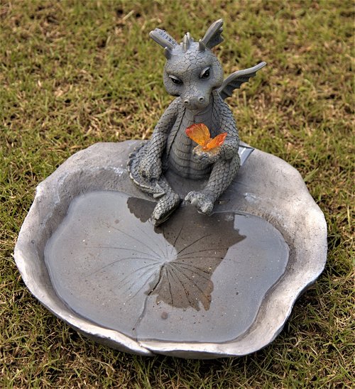 dragons with water bowl  mirroring  butterfly