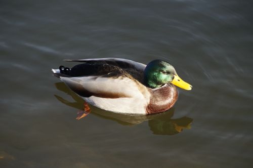 drake mallard males