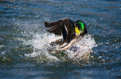 drake duck water bird