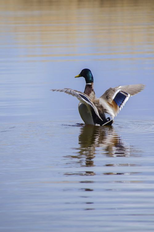 drake duck take off