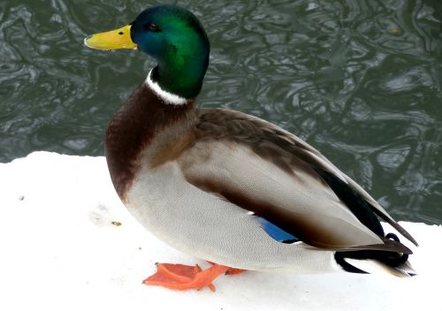 drake winter water bird