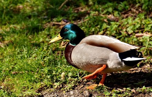 drake mallard water bird