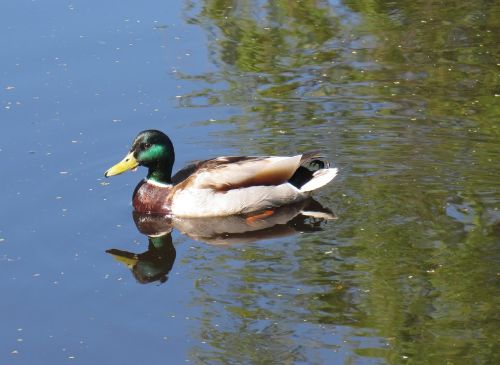 drake floats duck