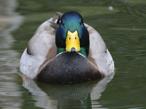 drake duck mallard