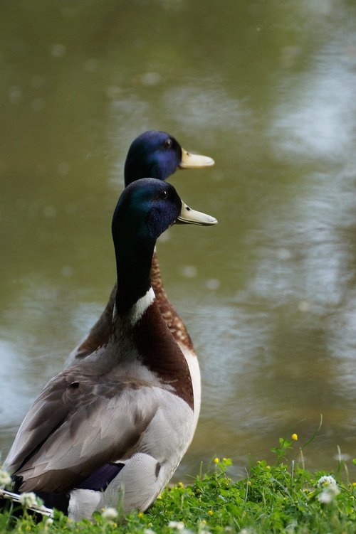 drake  duck  water